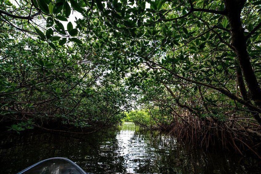 A narrow waterway surrounded by dense mangrove trees. 5