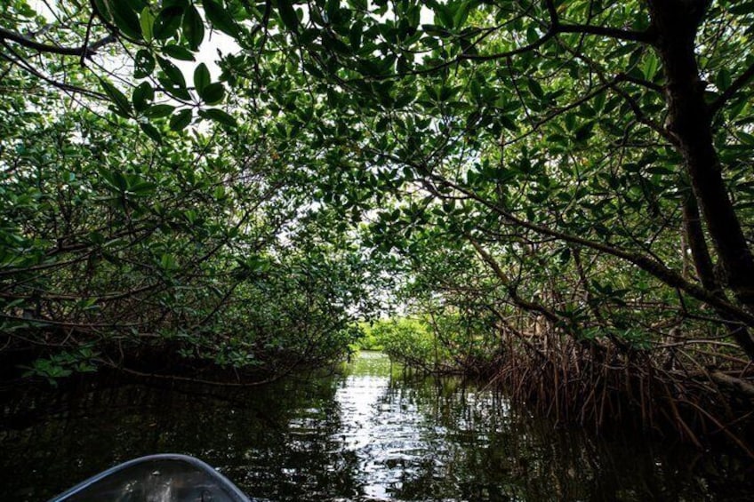 Round Island 2-Hour Glass Bottom Guided Kayak Eco Tour 2