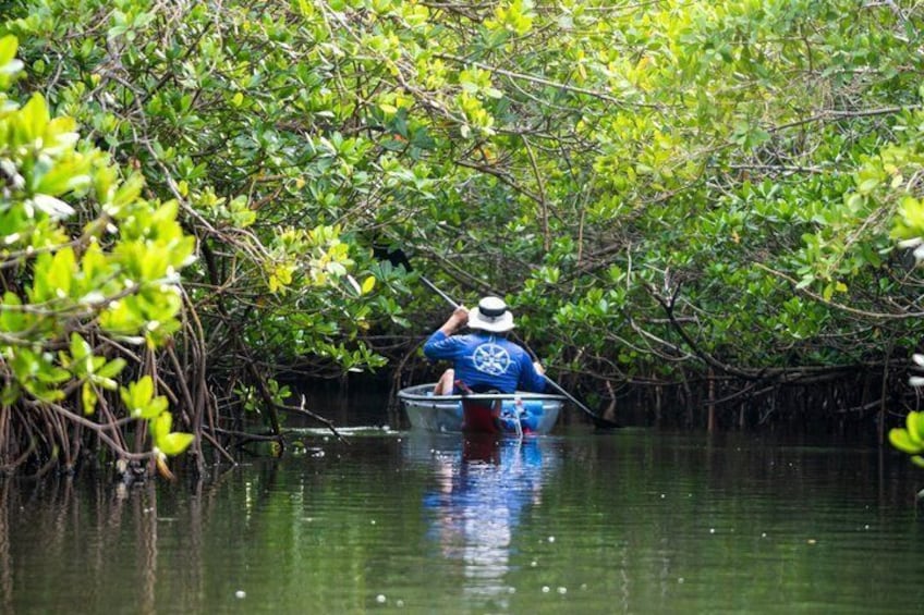 Round Island 2-Hour Glass Bottom Guided Kayak Eco Tour 4