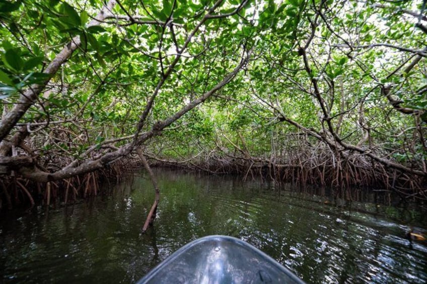 Round Island 2-Hour Glass Bottom Guided Kayak Eco Tour 3