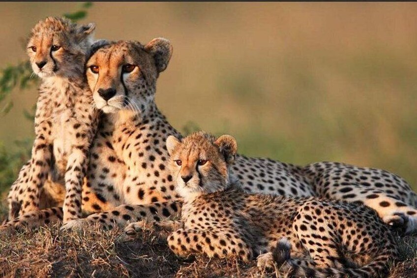 Cheetahs resting in a grassy area. 2