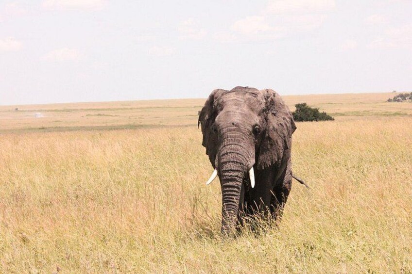 Luxury 2-Day Private Tsavo East Safari from Mombasa/Diani 4