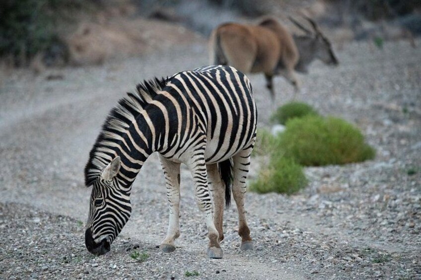 Luxury 2-Day Private Tsavo East Safari from Mombasa/Diani 3