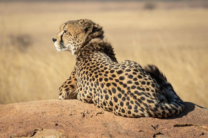 Luxury 2-Day Private Tsavo East Safari from Mombasa/Diani 1