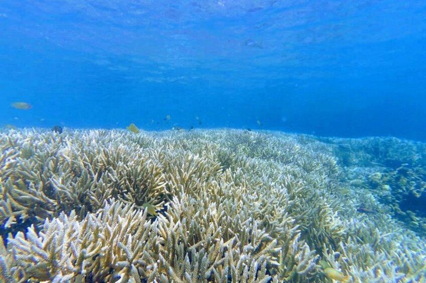 An underwater coral reef with dense coral formations and a clear blue ocean background. 2