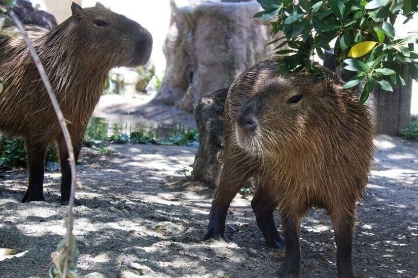Due capibara in un recinto con un albero e uno sfondo roccioso. 4