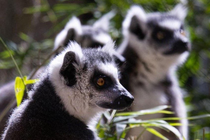 Lemuri nel loro ambiente naturale, tra una fitta vegetazione. 5