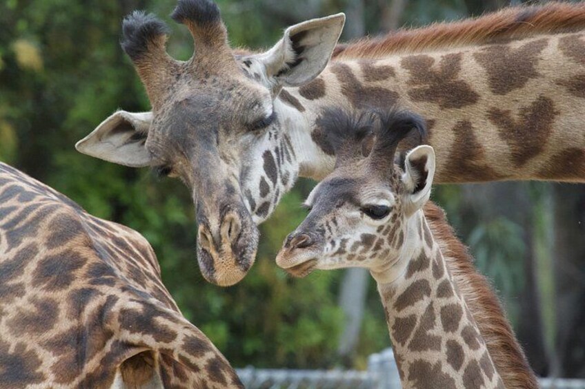 Zwei Giraffen mit gemusterten Fellen und langen Hälsen stehen dicht beieinander. 3