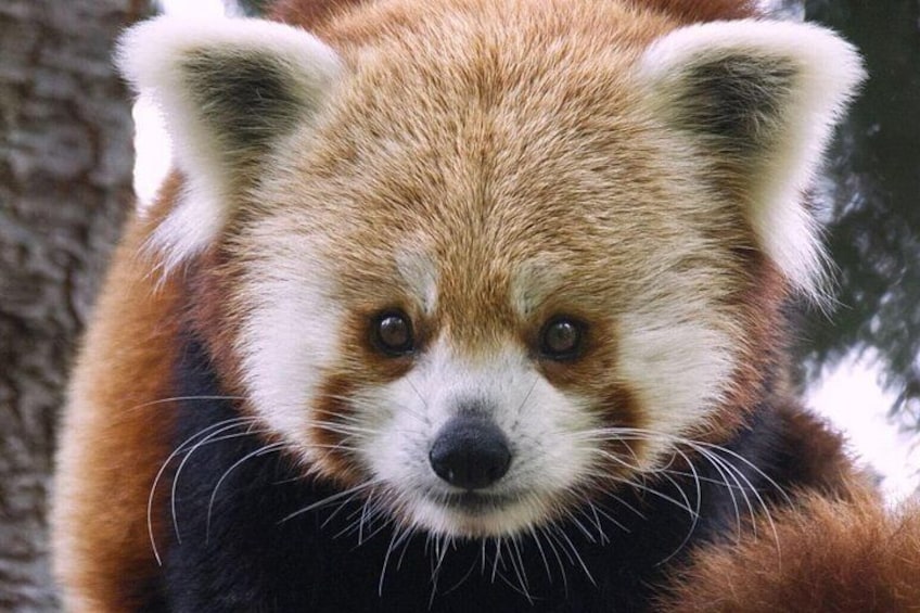Red panda 2