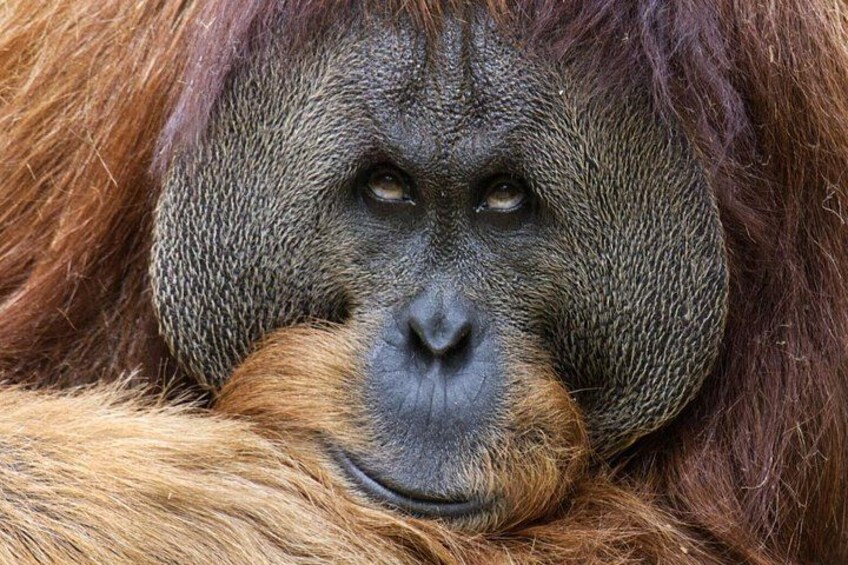 Un gorilla con pelliccia rossastro e muso scuro. 2