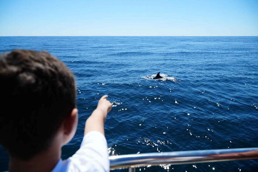 Picture 3 for Activity Albufeira: Dolphins & Caves Catamaran with Marine Biologist 3