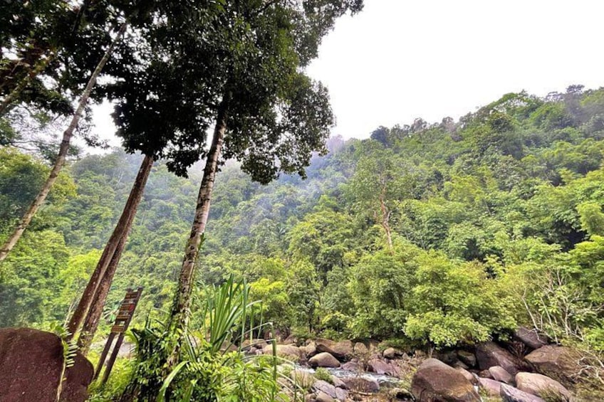 A lush forest with tall trees, a rocky stream, and a mountainous backdrop. 5