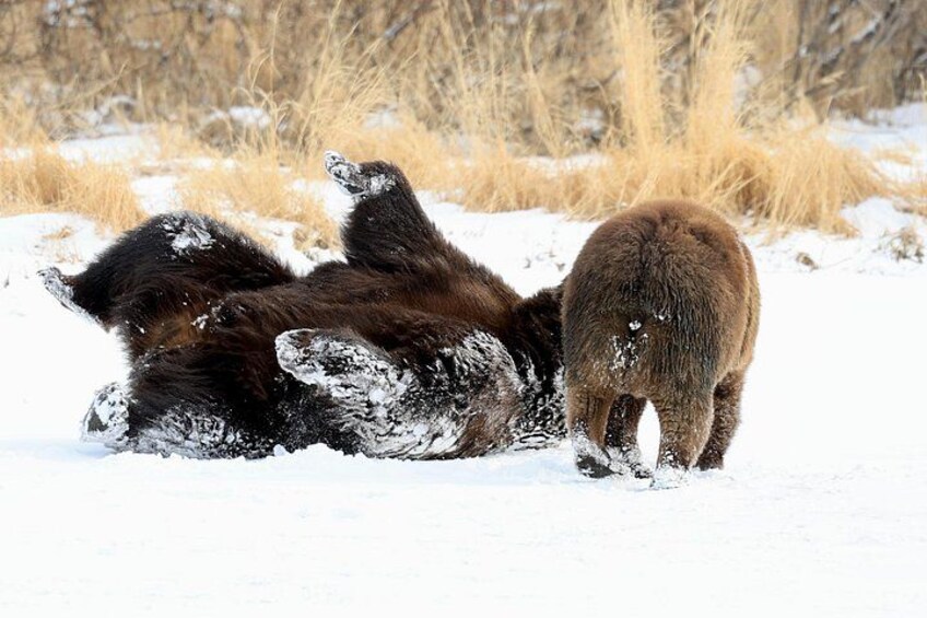 A bear lying on its back in a snowy field with another bear standing nearby. 4