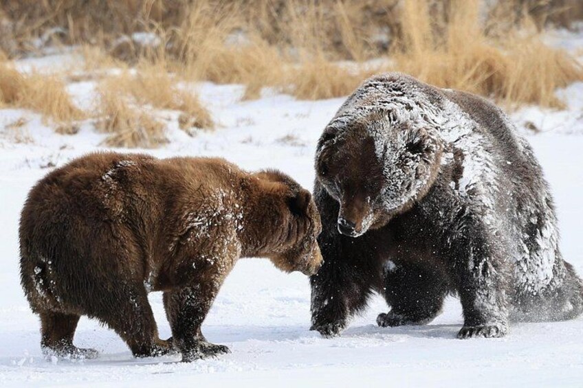Two bears in a snowy landscape. 3