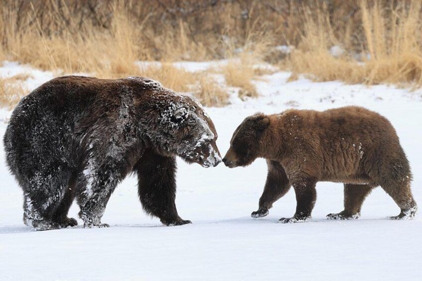 Two bears in a snowy landscape. 5