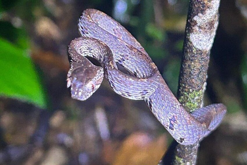 A snake coiled around a tree branch in a forest. 2