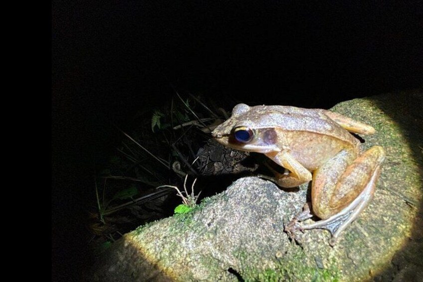 A frog on a rock. 4