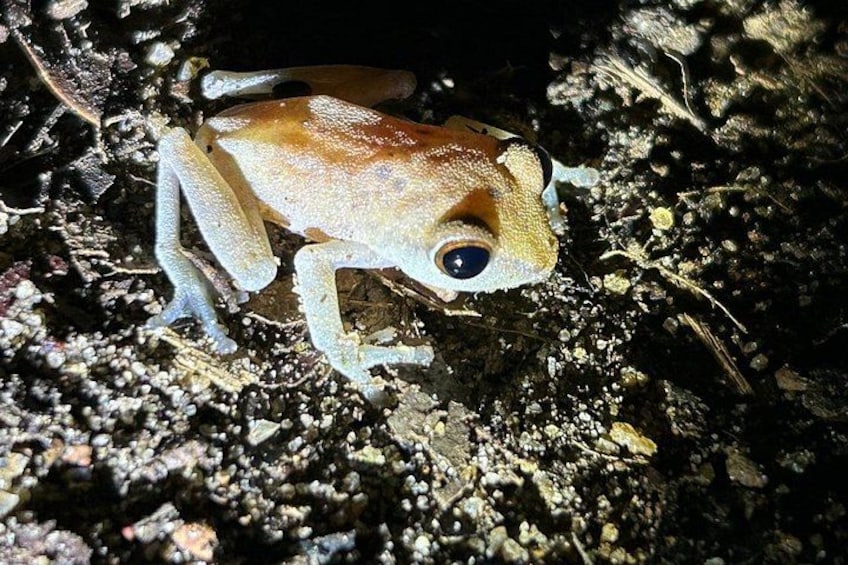 A frog on a rocky surface. 1