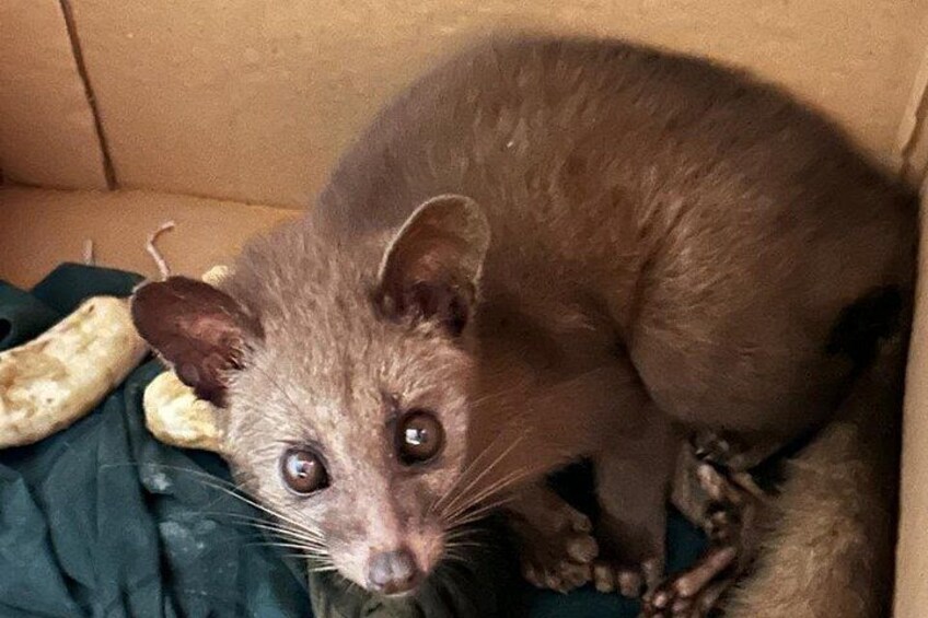 A small, dark-colored animal with large ears and a pointed snout, possibly a ferret, inside a cardboard box. 5