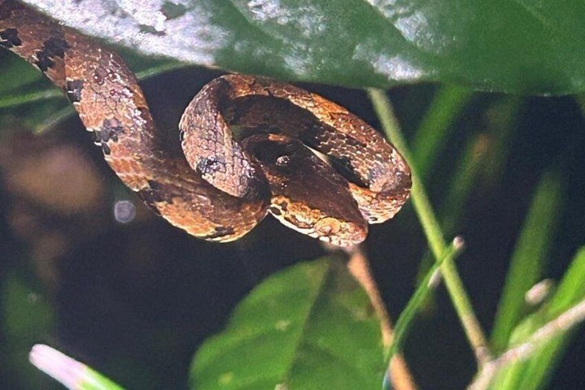 A snake coiled on a green leaf. 3