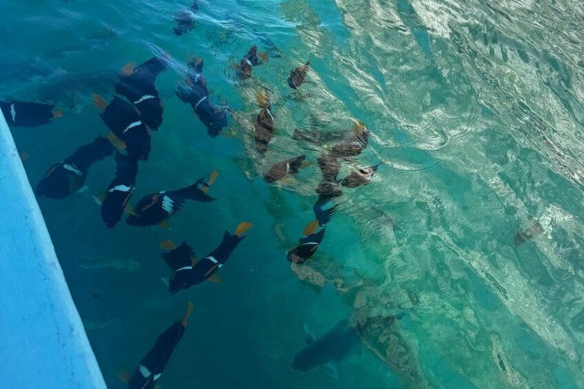 A group of people swimming in clear blue water. 3