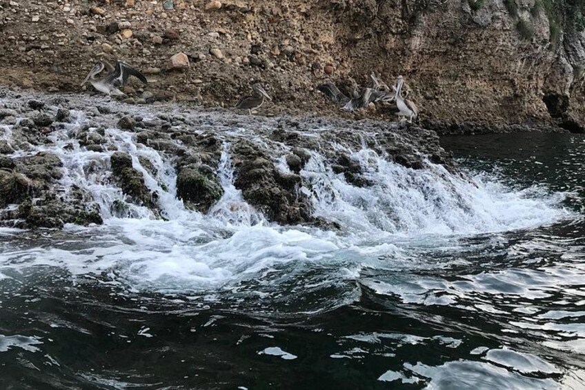 A river with a rocky waterfall and birds perched on the rocks. 3