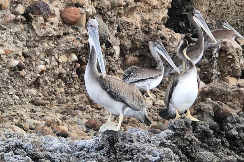Pelicans on rocky terrain. 2