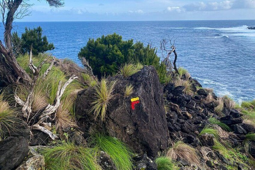 A rocky coastline with sparse vegetation and the ocean in the background. 5