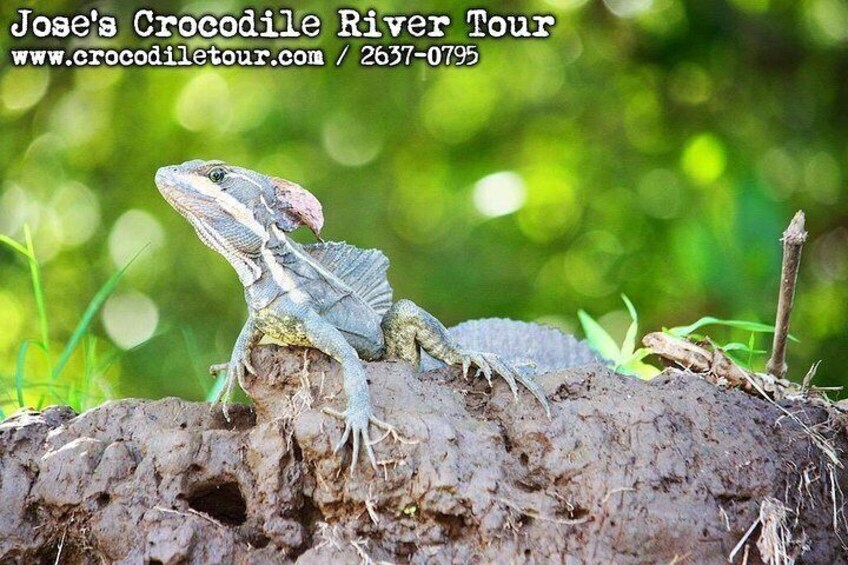 Un lézard sur une surface boueuse, avec de la végétation en arrière-plan. 4