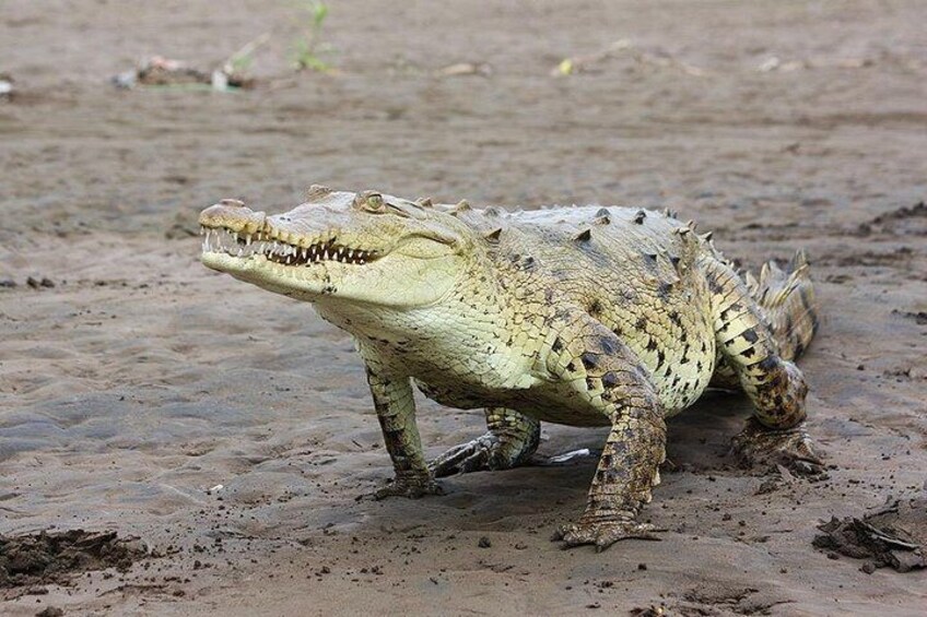 Un crocodile sur une surface boueuse. 5