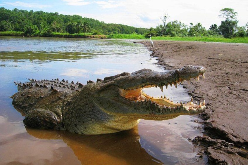 Crocodile River Adventure Tour in Costa Rica 2