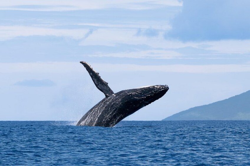 A whale breaching the ocean surface. 4