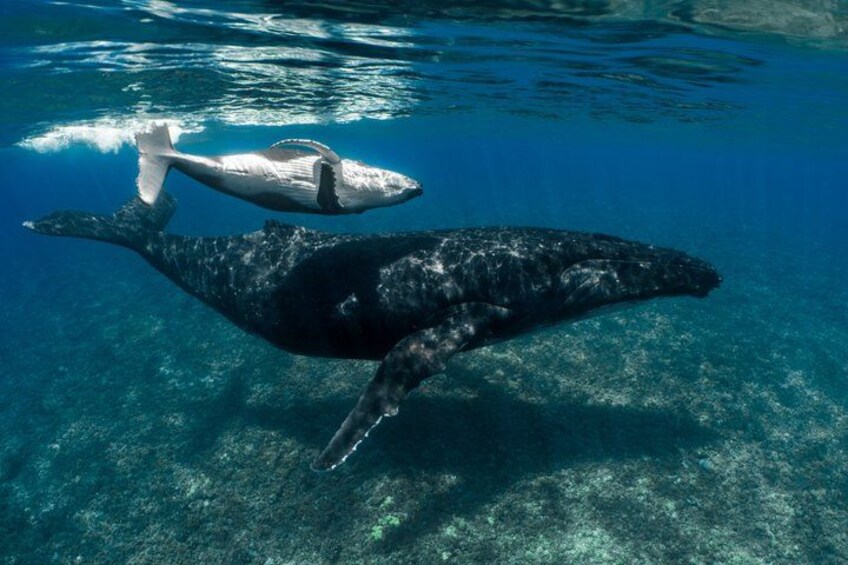 Half day Whales watching PRIVATE group 4