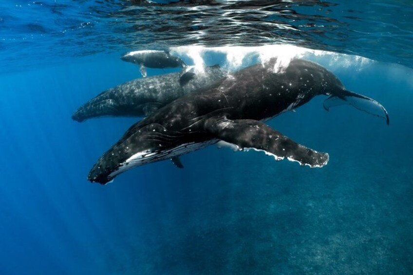 Half day Whales watching PRIVATE group 5