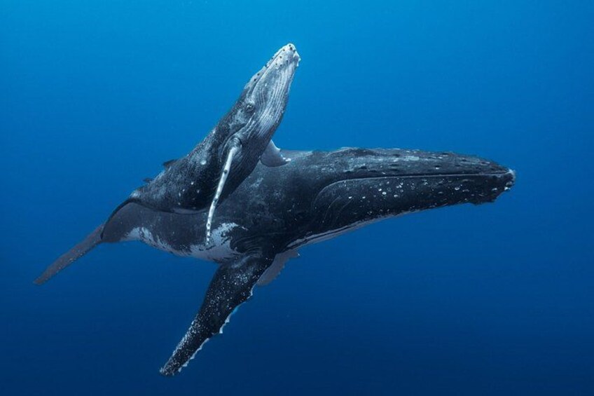 A humpback whale breaching with its mouth open, revealing its throat. 1