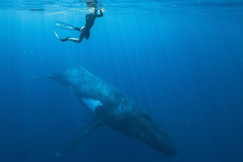 A diver swimming near a large whale in clear blue water. 3
