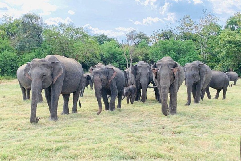Minneriya Half Day Safari from habarana 1