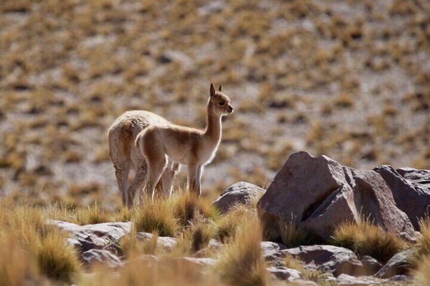 Un piccolo animale marrone chiaro in piedi su terreno roccioso con poca erba. 4