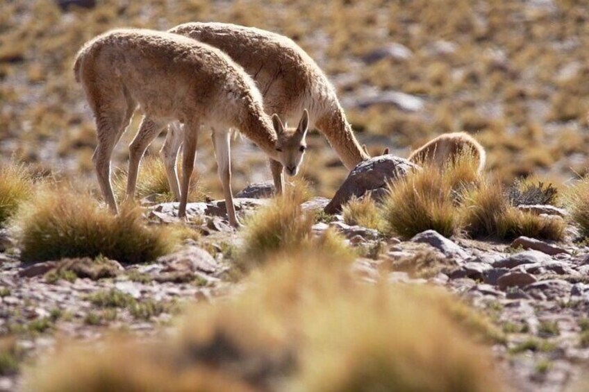 Due animali che pascolano in un paesaggio roccioso e erboso. 3