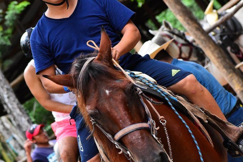 A person riding a horse with a harness, another person in the background, and a tree. 3