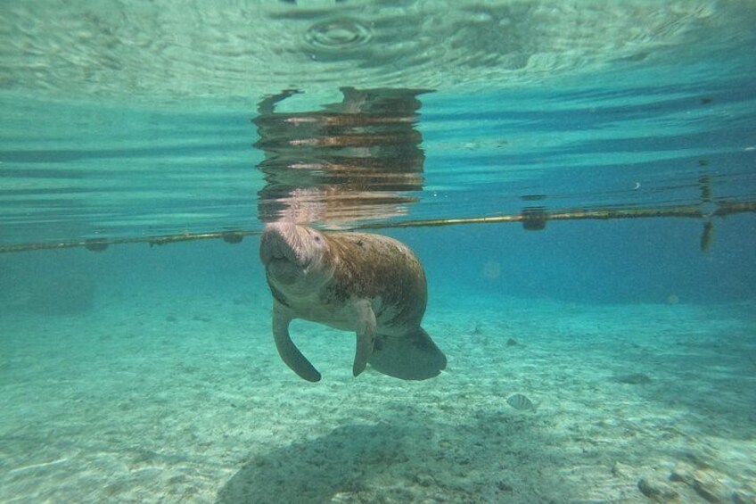 Catch a glimpse of the Florida Manatee 2