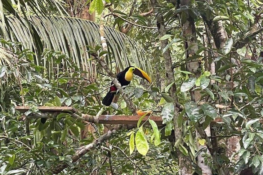 A toucan perched on a branch surrounded by dense foliage. 2