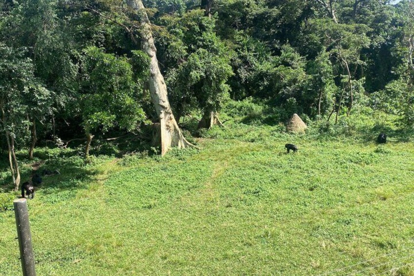 A grassy field with trees and a fallen tree trunk. 4