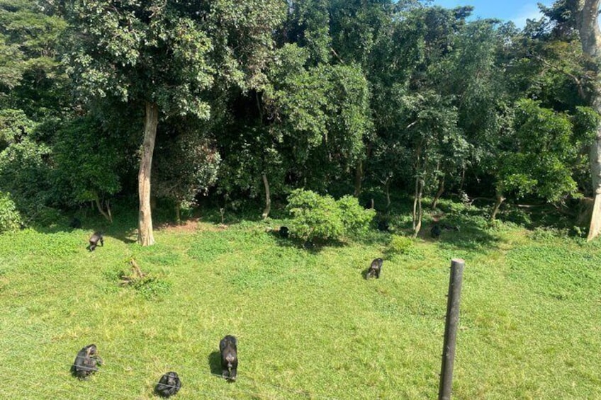 A grassy field with several dogs and a wooden post. 3
