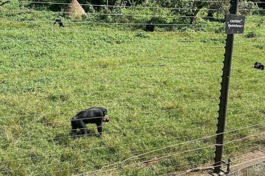 A black bear in a grassy enclosure with a caution sign for electricity. 5