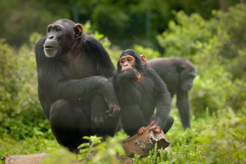 A chimpanzee with a baby chimpanzee. 1