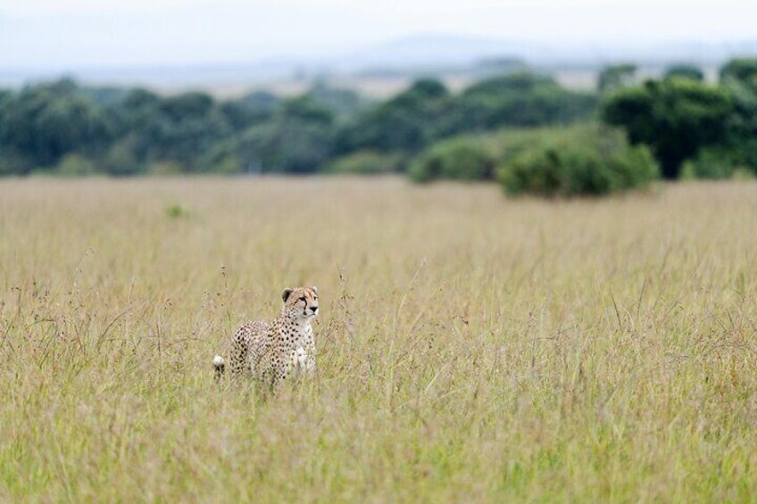 A cheetah in a grassy field with trees in the background. 5