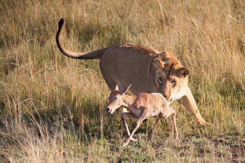 A lioness with her cub in a grassy savannah. 1