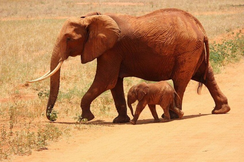 7 Day Kenya Safari Amboseli Naivasha Nakuru Mara 3