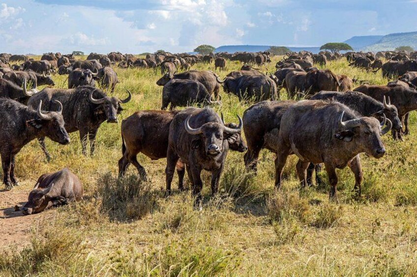 7 Day Kenya Safari Amboseli Naivasha Nakuru Mara 2